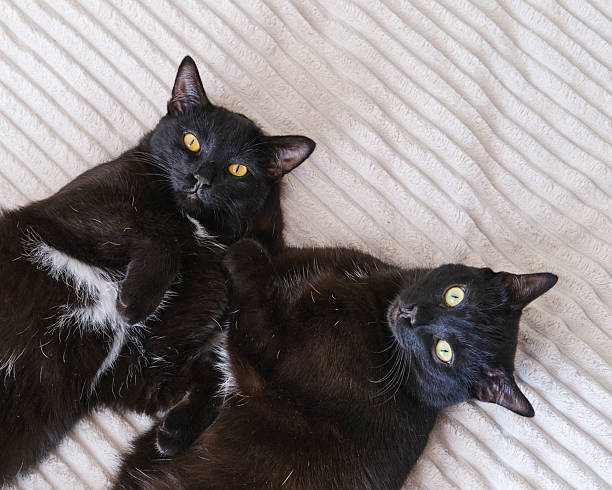 Two black cats lying together on beige fabric.