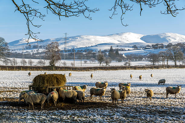 View of sheep in a snow covered landscape, North Wales, UK