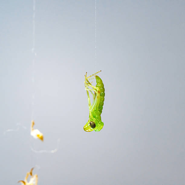 Macrophotography of a protonymph of a tree mantis (Hierodula tenuidentata), which hangs by a thread from the ootheca and gets rid of the shells, turning into a nymph, similar to an adult mantis, nearby are threads with remnants of chitinous shells of already born mantises.