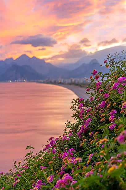 Beautiful flowers with dramatic sky over Konyaalti Beach, Antalya, Turkiye