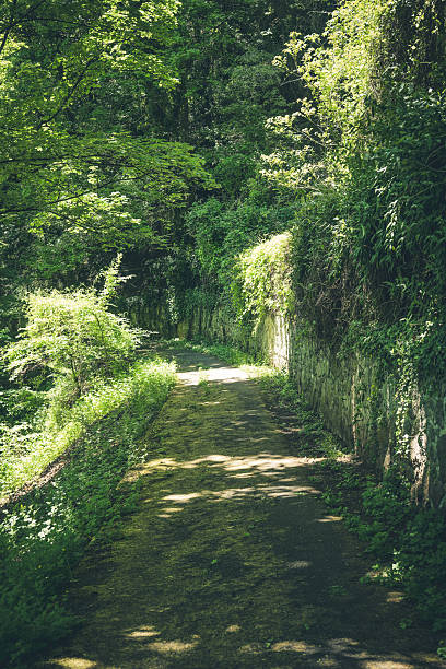 istock Lush green pathway invites wanderers through a serene forest landscape on a sunny afternoon 2214573008