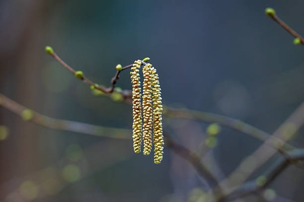 Close-up of hazel catkins in early spring.