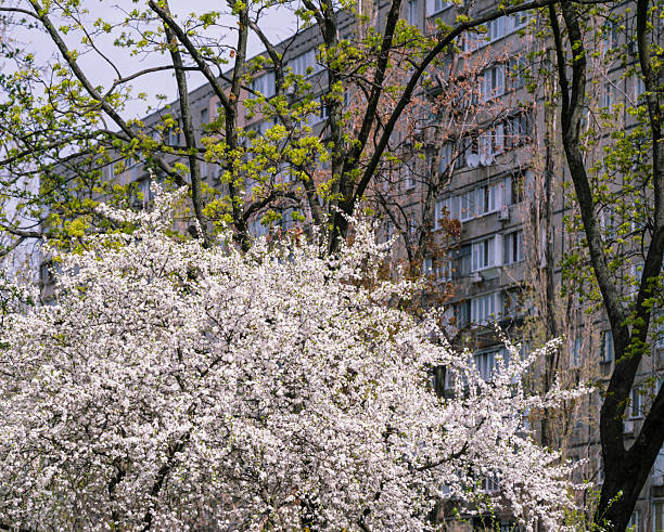 White flowers of a blooming cherry tree in a residential area, creating a contrast with the gray facade of a multi-story building