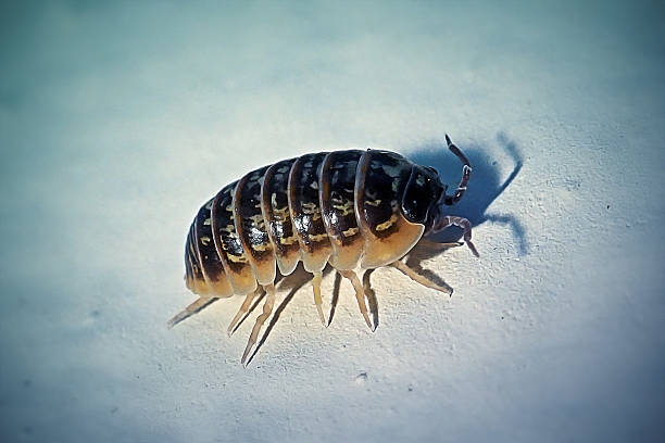 Close-up of a pillbug against a pure black background