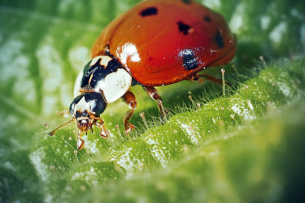 Fresco of a ladybug (Coccinella septempunctata) on a nettle (Urtica dioica)