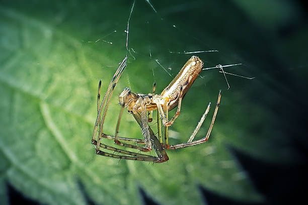 istock Tetragnatha montana Silver Stretch Spider 2214576711