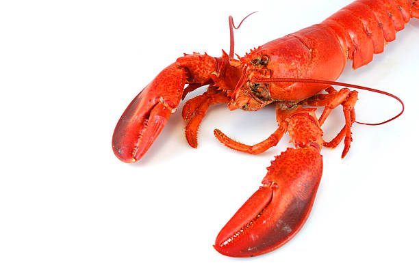 istock single cooked red lobster isolated on white background 2214577230
