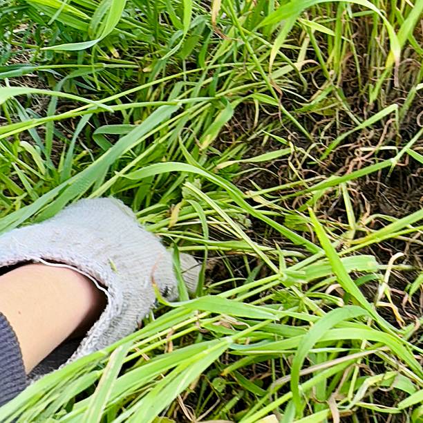 istock manually weeding grass in garden with gloves 2214578988