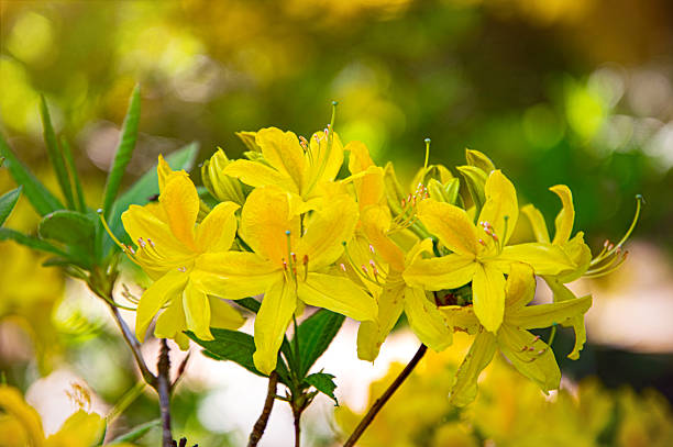 Blooming spring garden. Fragrant flowers of the yellow azaleas in the morning sunlight