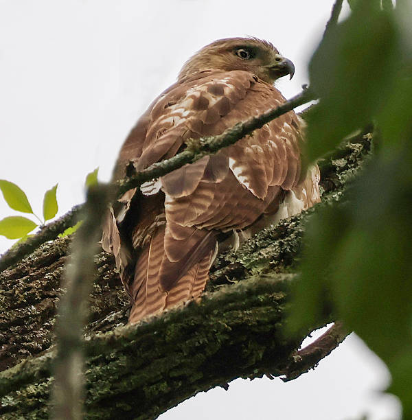 istock Closeup photo of a Broad-Winged Hawk. 2214583028