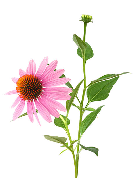 istock pink echinacea purpurea (coneflower) flower branch 2214584225