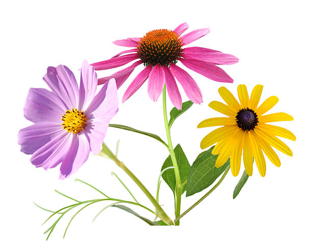 istock A colorful bouquet gardening blooms 2214584277