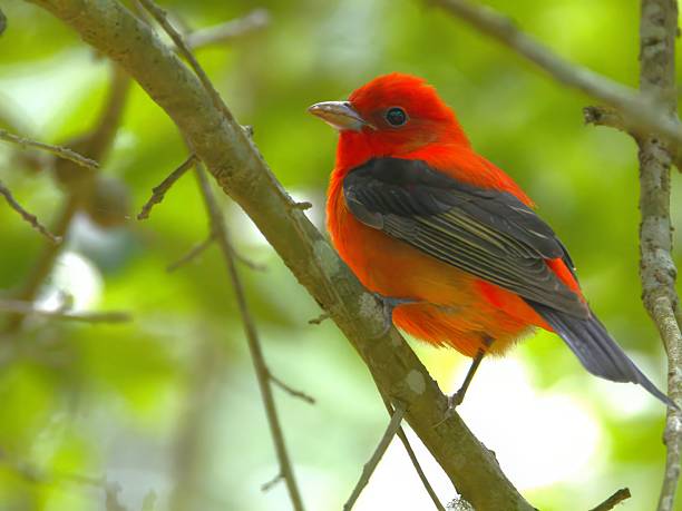 istock Scarlet Tanager in a Green Forest 2214585299