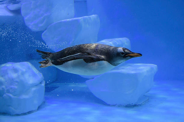 istock Penguin in Dubai aquarium 2214586800