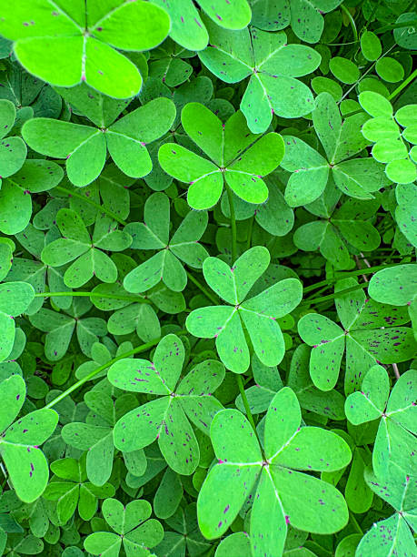 istock CLOSE UP: Dense patch of green English weed leaves with symmetrical structure 2214589244