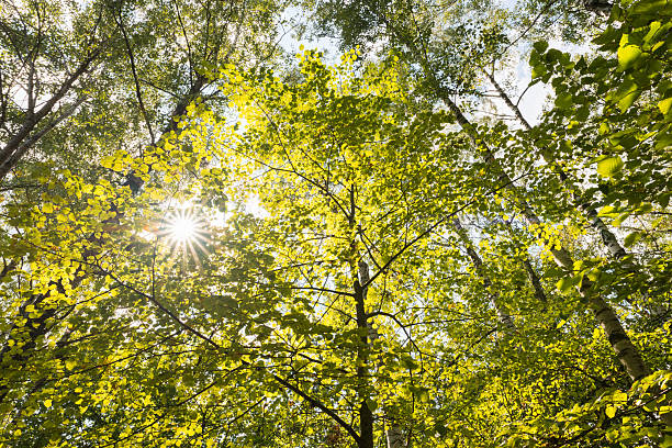istock Sun Shining Through Trees of Green Forest 2214592305