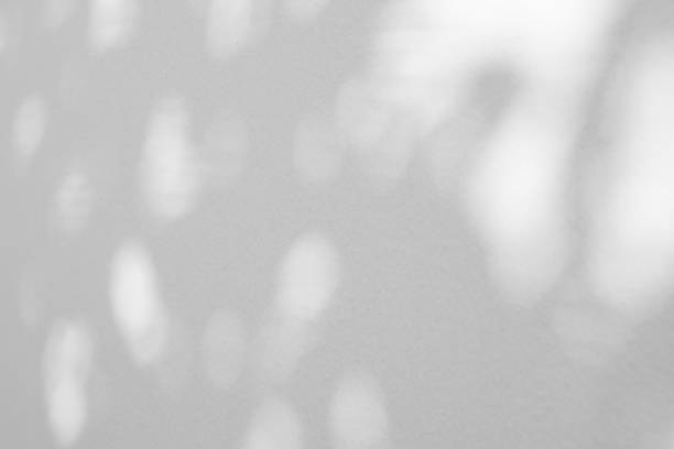 istock Abstract natural tree leaves shadow on white wall background 2214594698
