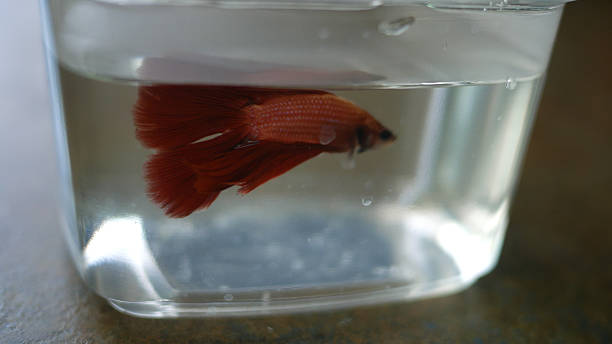 istock Siamese Fighting Fish - Betta Splendens from Pet Store 6 2214595715