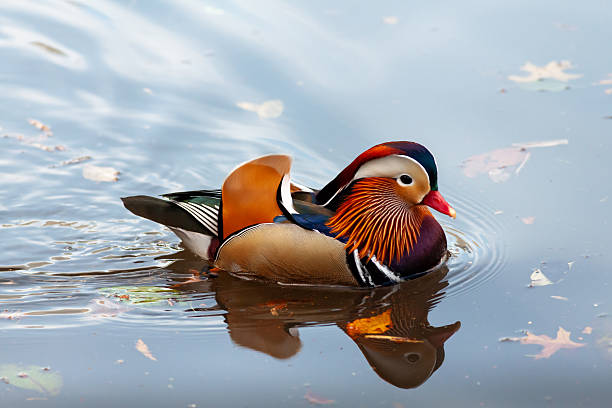Mandarin Duck Gliding on Central Park's Serene Waters in Autumn 2018