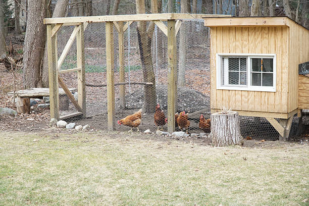istock chicken coop in back yard in residential area 2214603301