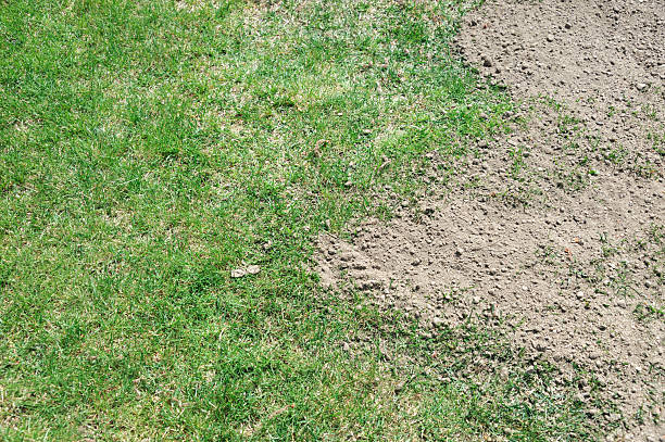 istock lawn in bad condition and need maintaining 2214603363