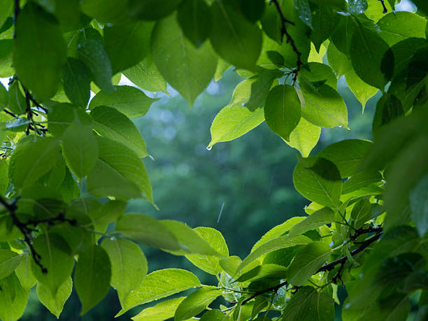 Close-up of green leaves, natural background.