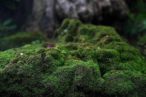 istock Moss is on a rock under a waterfall in a beautiful natural mountain. 2214605314