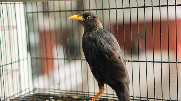 Buffalo crust or also known as jalak kebo in a cage