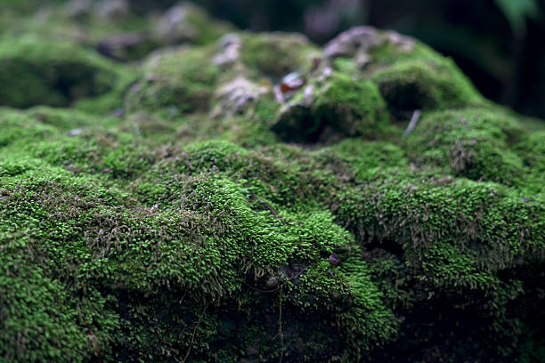 istock Moss is on a rock under a waterfall in a beautiful natural mountain. 2214605332