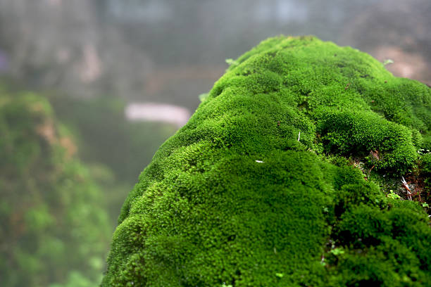 Moss is on a rock under a waterfall in a beautiful natural mountain.