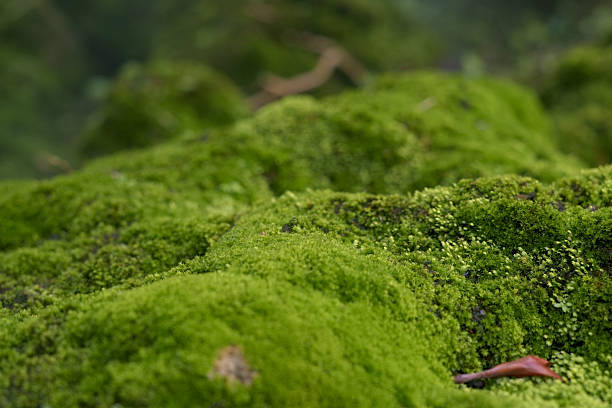istock Green moss on the rocks under the waterfall at the beautiful natural mountain 2214605562