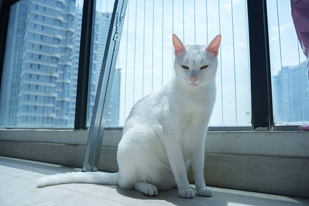 A young white cat sitting on a shelf and posing, looking away from a camera