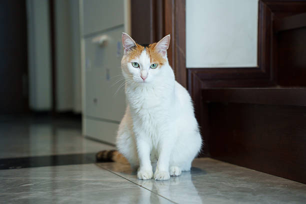 Cat holding the Coconut broom