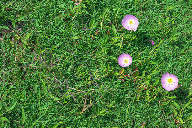 Spring nature background with flowers and green grass copy space scene