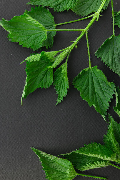 istock green nettle leaves on a dark background 2214607852