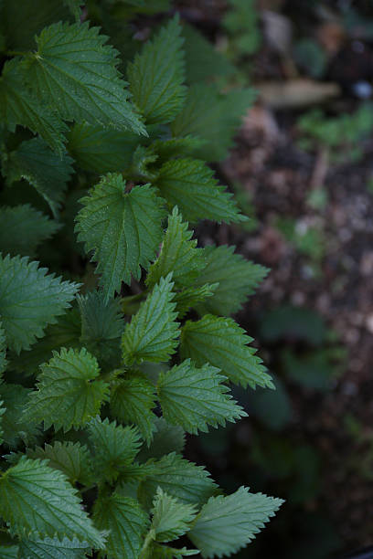 istock green nettle leaves on a dark background 2214607870