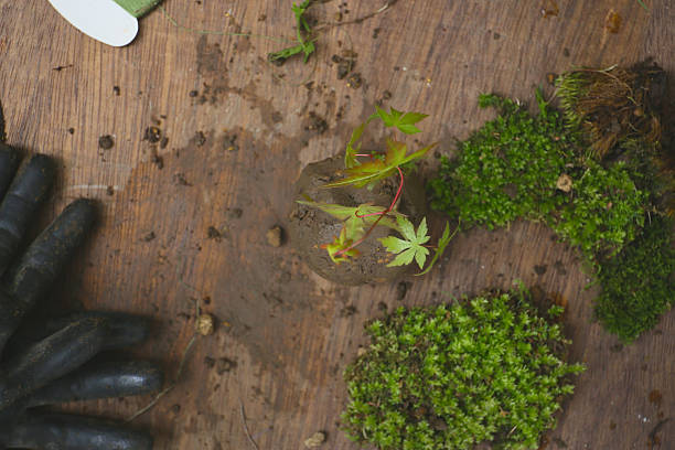 making of kokedama, japanese botanical art