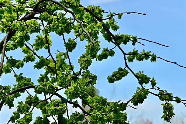 istock Camperdownii Scotch Elm tree against a clear blue sky 2214609838
