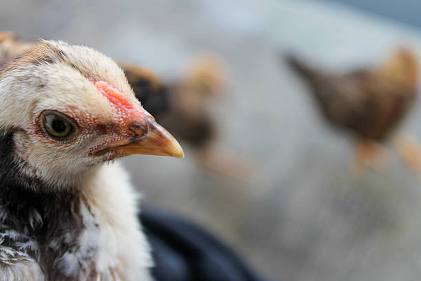 High-resolution wildlife image of chicks for nature-themed content