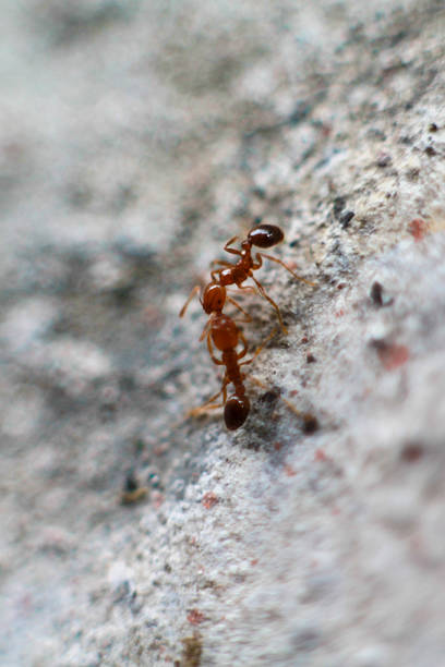 istock Macro shot showing teamwork behavior of red ants in close up perspective 2214612619