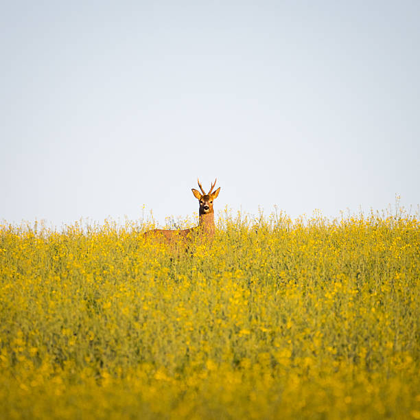 istock Deer (Capreolus capreolus) hiding in the yellow canola field 2214613750