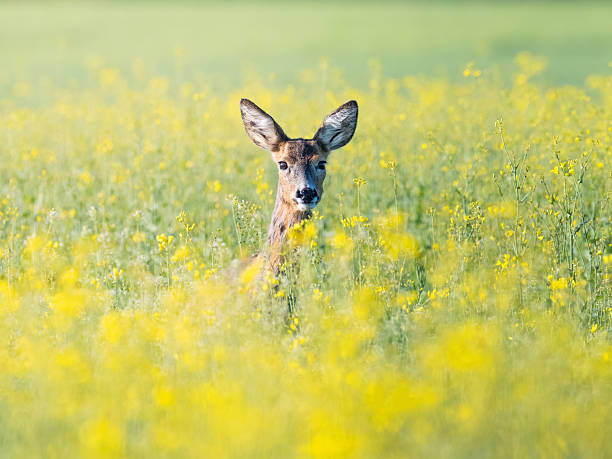 istock Deer (Capreolus capreolus) hiding in the yellow canola field 2214613814