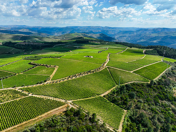 istock Vivid vineyard mosaic over Douro Valley landscape 2214614160