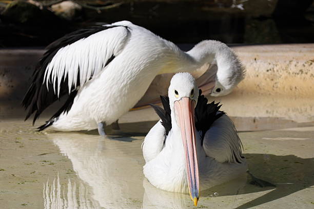 The two piligans stay in a pond. Ones is cleansing its feather, ones is still calm.