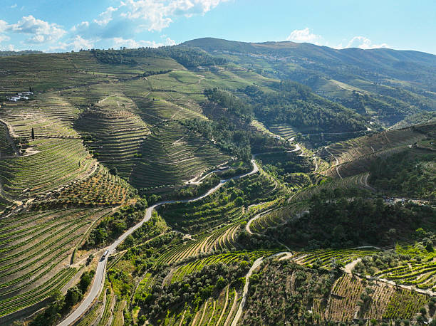 istock Serpentine road through vineyard-covered hills 2214614634