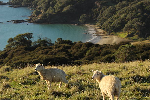 Romneyschaf / Romney sheep / Ovis