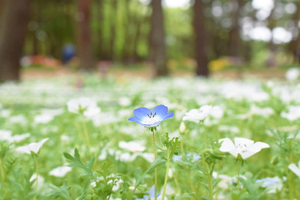 A single blue nemophila blooming in a field of white nemophilas