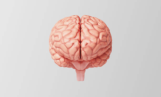 istock Anatomical Illustration of the Human Brain. 3D Rendering. 2214618605