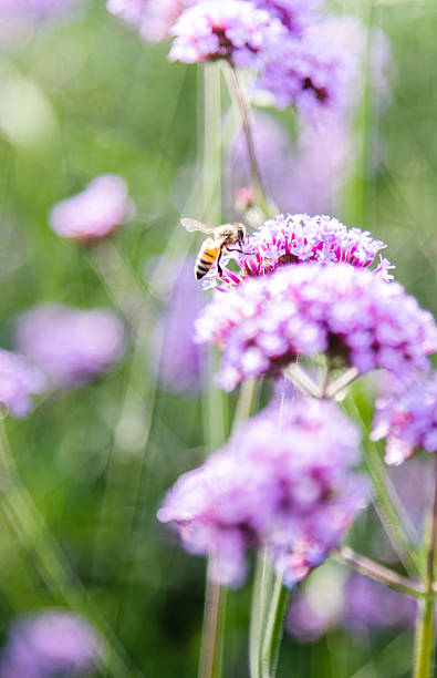 istock Bee working on purple verbena flowers 2214618827
