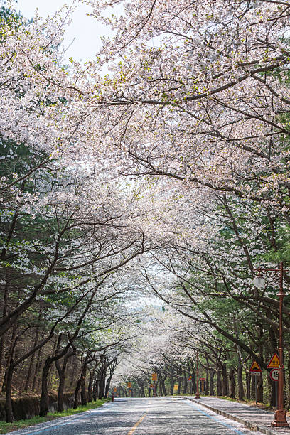 A roadside landscape filled with fully bloomed cherry blossoms.